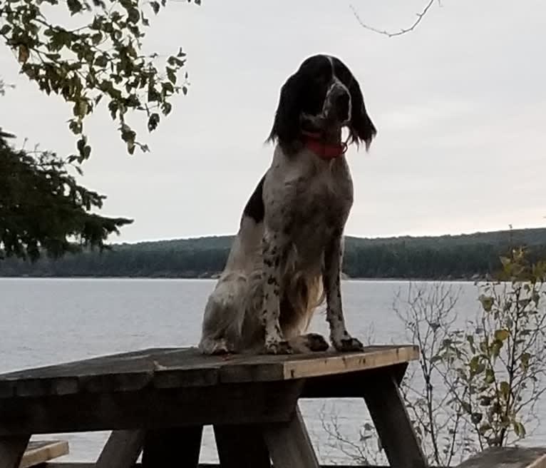 Alyss, a French Spaniel tested with EmbarkVet.com