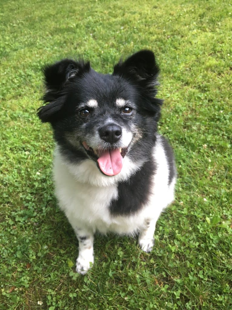 Piper, an American Eskimo Dog and Pomeranian mix tested with EmbarkVet.com