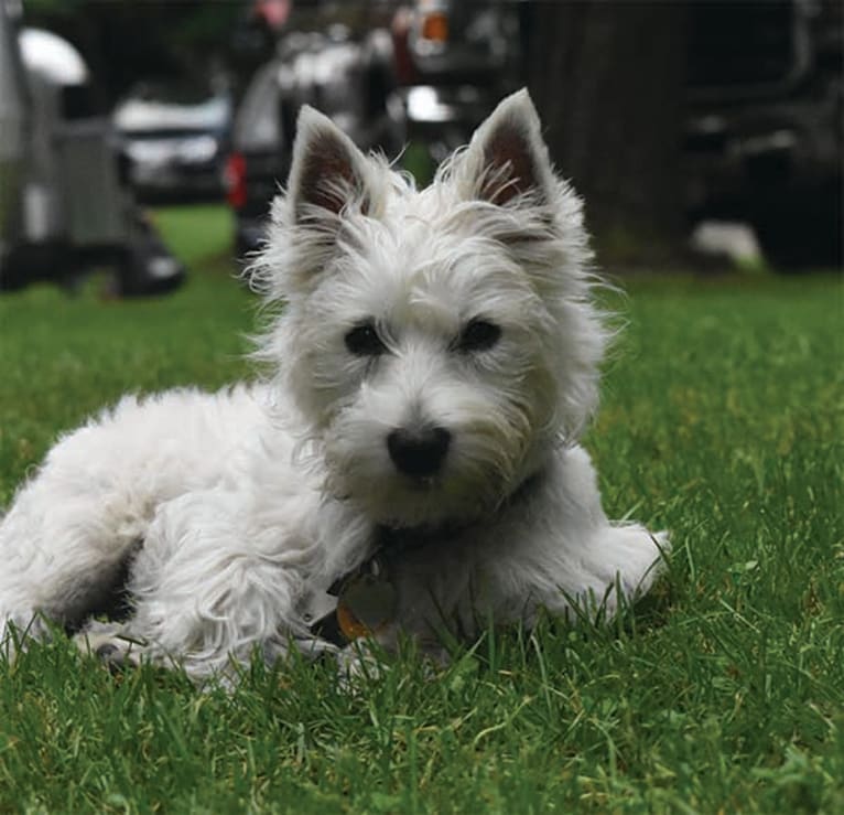 Finn, a West Highland White Terrier tested with EmbarkVet.com