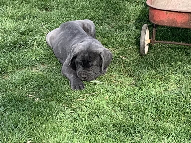 Rocco Roman Hughes, a Cane Corso tested with EmbarkVet.com