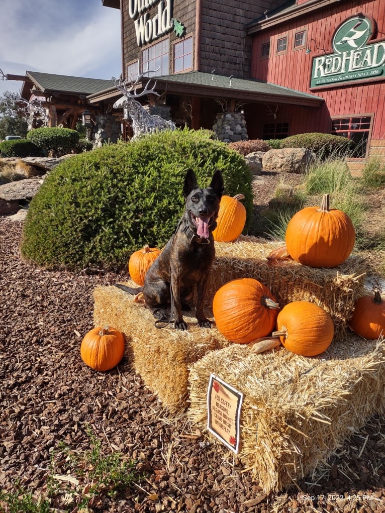 Static, a Dutch Shepherd tested with EmbarkVet.com