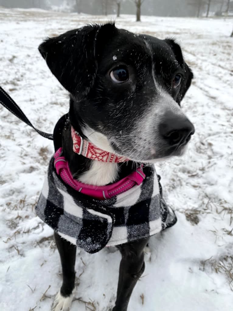 Molly, an American Pit Bull Terrier and Chihuahua mix tested with EmbarkVet.com