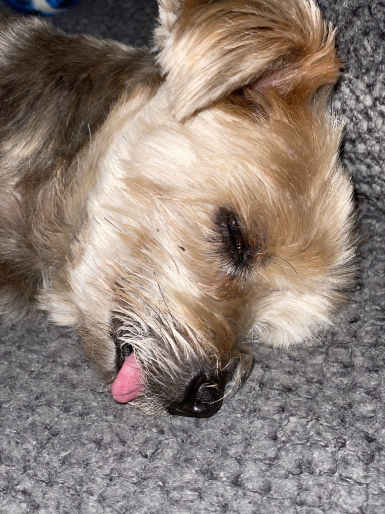 Tiggy, a Silky Terrier tested with EmbarkVet.com