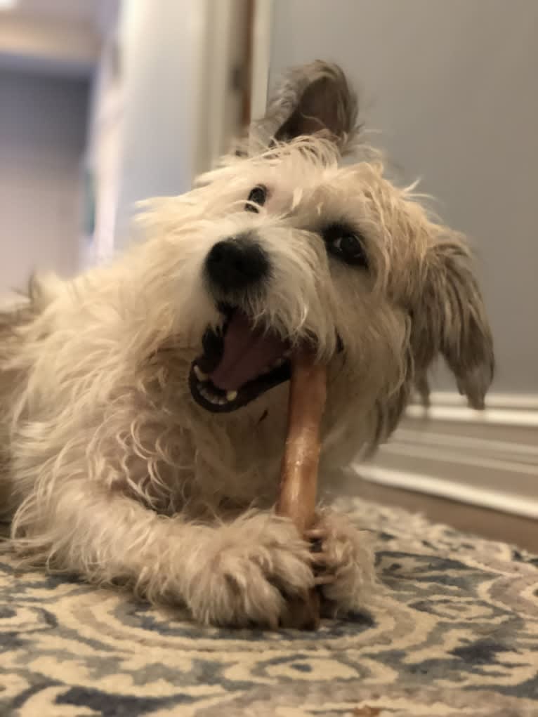 Charlie, an American Pit Bull Terrier and Shih Tzu mix tested with EmbarkVet.com