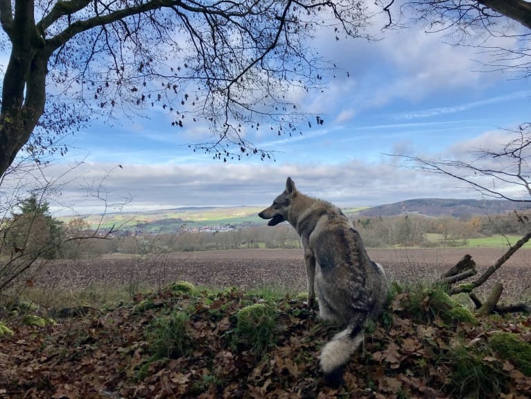 Caya, a Czechoslovakian Vlcak tested with EmbarkVet.com