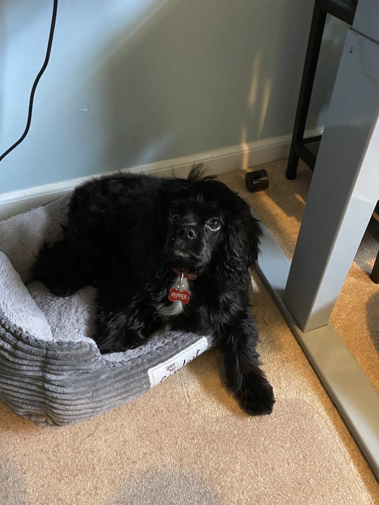 Pepper, a Cavalier King Charles Spaniel and Cocker Spaniel mix tested with EmbarkVet.com