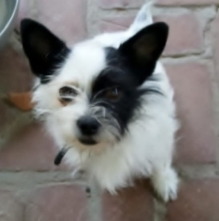 Lillee, a Chihuahua and Shih Tzu mix tested with EmbarkVet.com