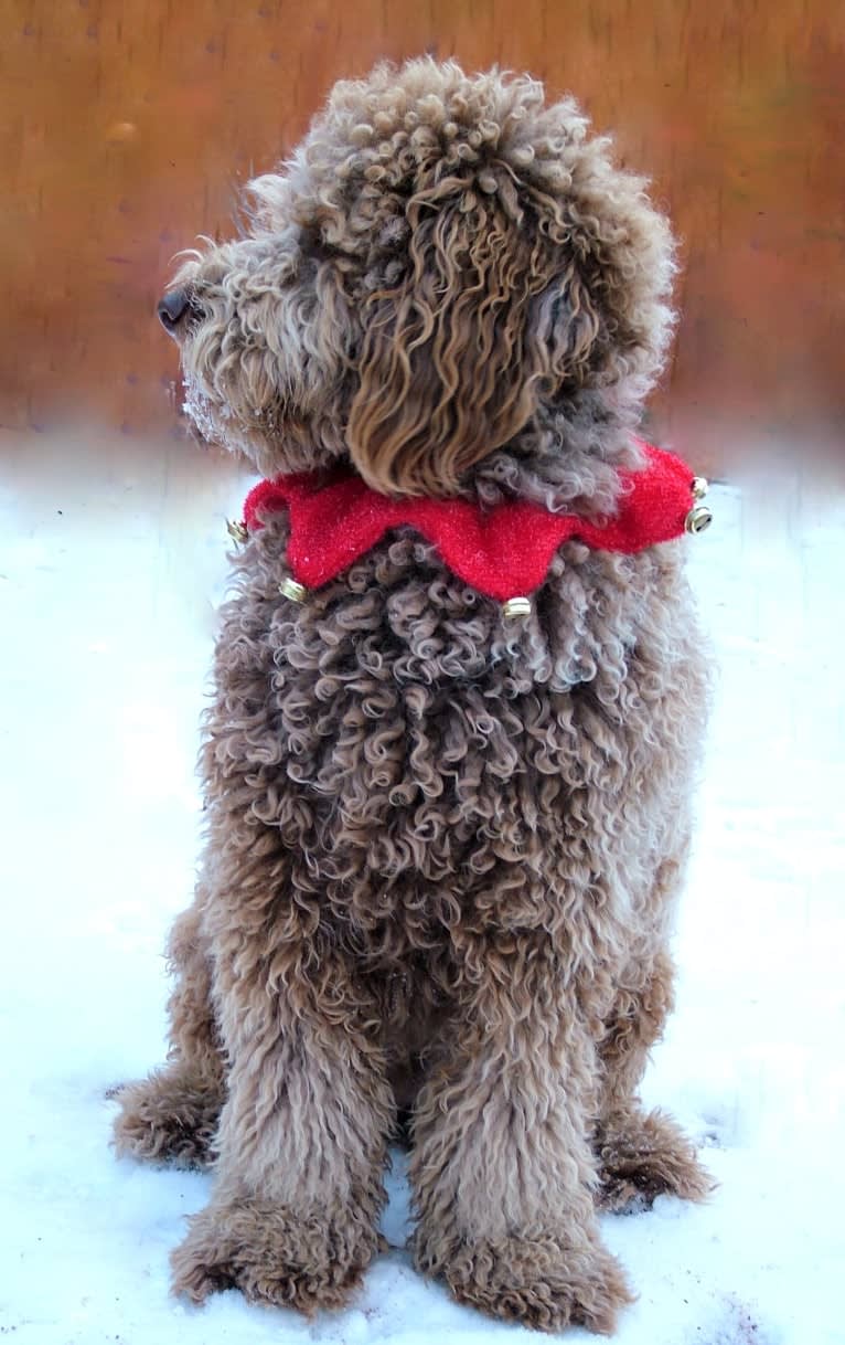 Maggie Sue, a Poodle (Standard) and Poodle (Small) mix tested with EmbarkVet.com