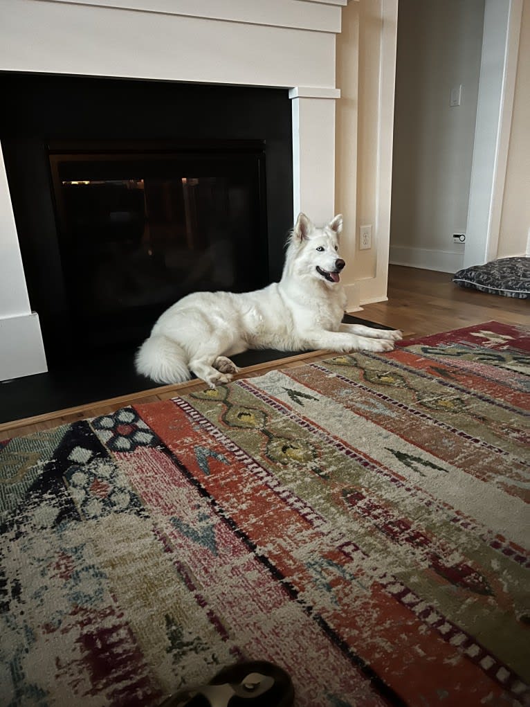 Dakota, a Siberian Husky and Alaskan Malamute mix tested with EmbarkVet.com