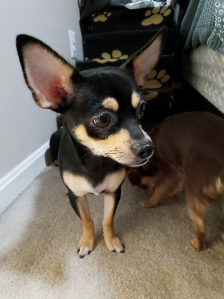 Chico Matos, a Chihuahua tested with EmbarkVet.com