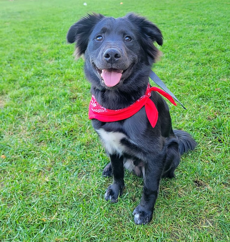 Bowser, an American Pit Bull Terrier and Siberian Husky mix tested with EmbarkVet.com