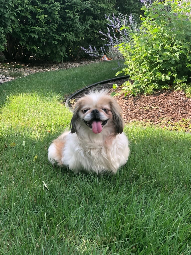 Baxter, a Pekingese and Japanese Chin mix tested with EmbarkVet.com