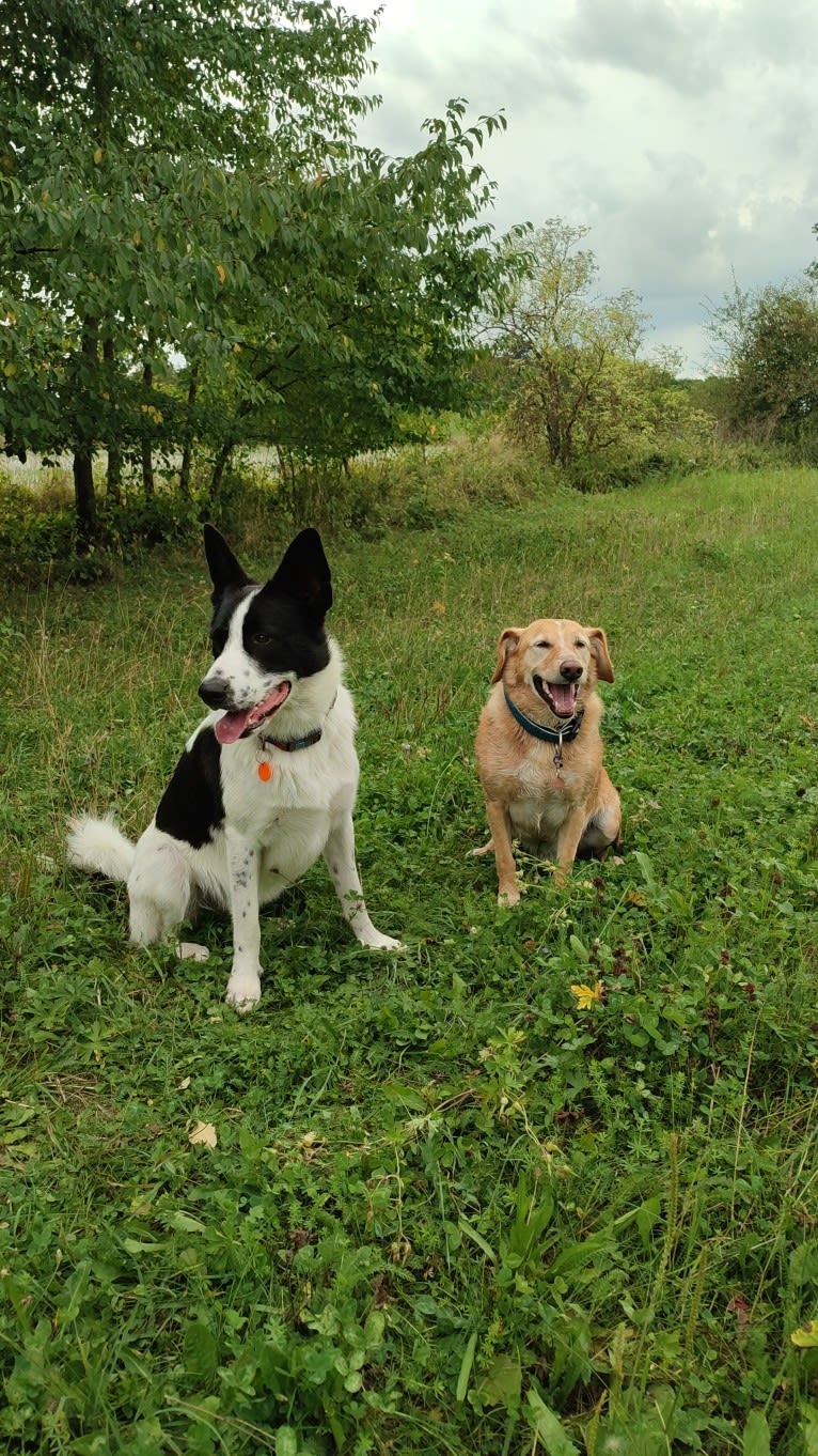 SimsalaBim, a German Shepherd Dog and American Pit Bull Terrier mix tested with EmbarkVet.com
