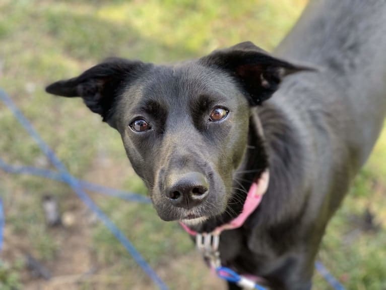 Nala, a Border Collie and American Pit Bull Terrier mix tested with EmbarkVet.com