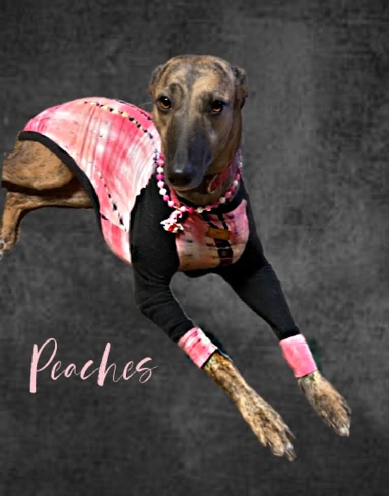 Peaches, a Greyhound and Whippet mix tested with EmbarkVet.com