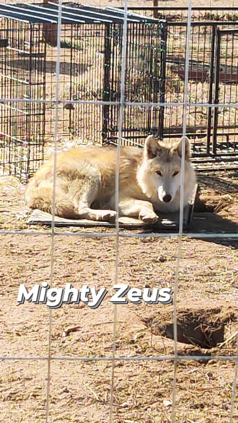 The Mighty Zeus of Wednesday a dog tested with EmbarkVet.com