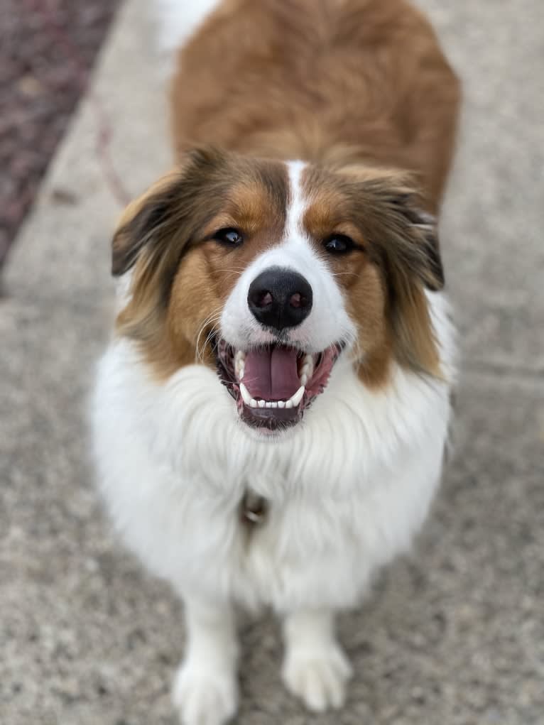 Milo, an English Shepherd tested with EmbarkVet.com