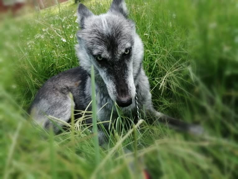 Akela a dog tested with EmbarkVet.com