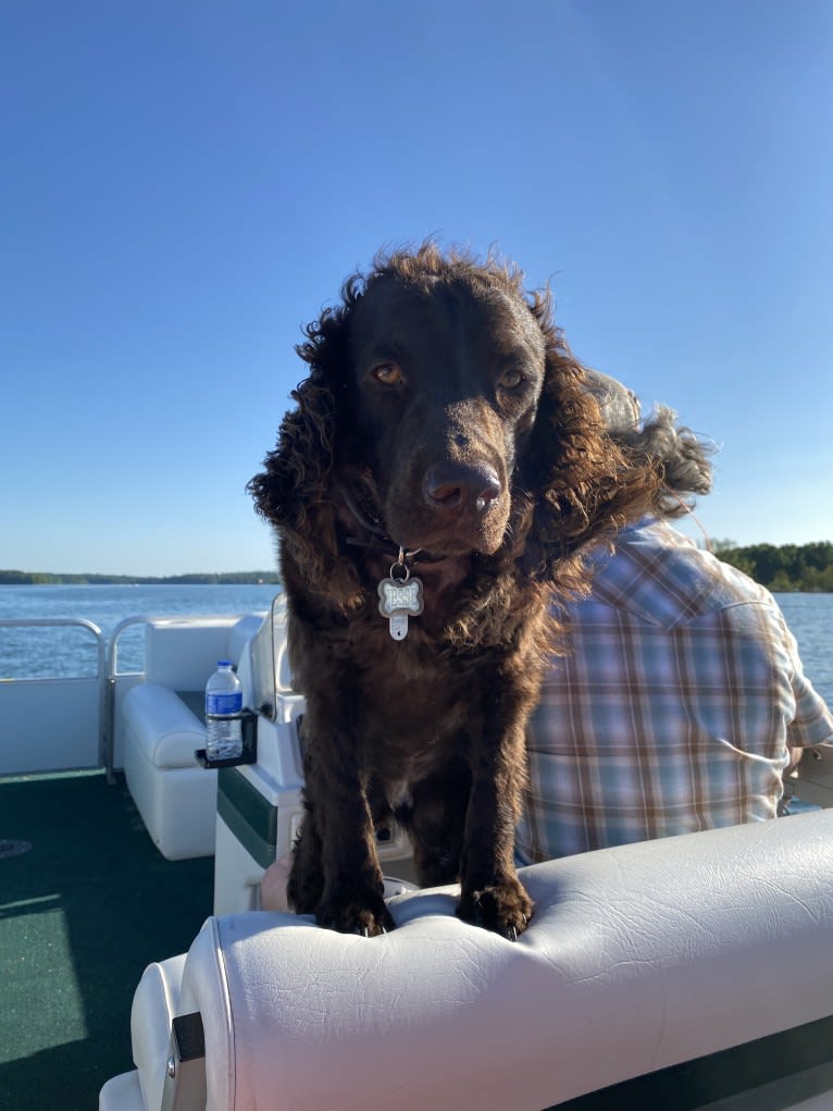 Jesse, an American Water Spaniel tested with EmbarkVet.com