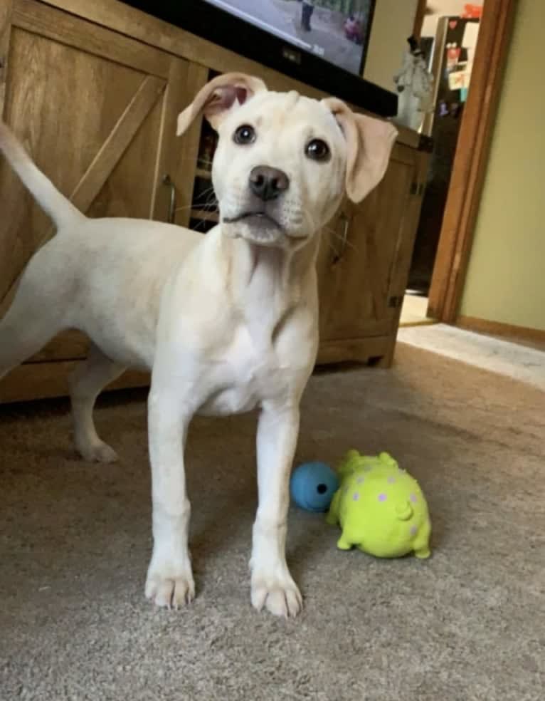 moose, an American Pit Bull Terrier and Labrador Retriever mix tested with EmbarkVet.com