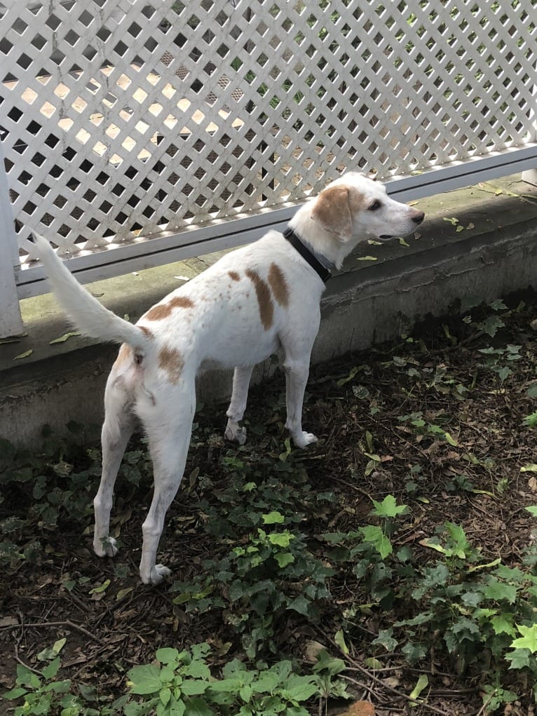 Rusty, an American Foxhound tested with EmbarkVet.com