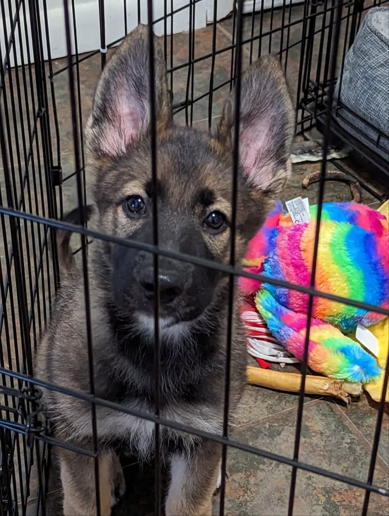 Manfred Von Rexroad, a German Shepherd Dog and American Pit Bull Terrier mix tested with EmbarkVet.com