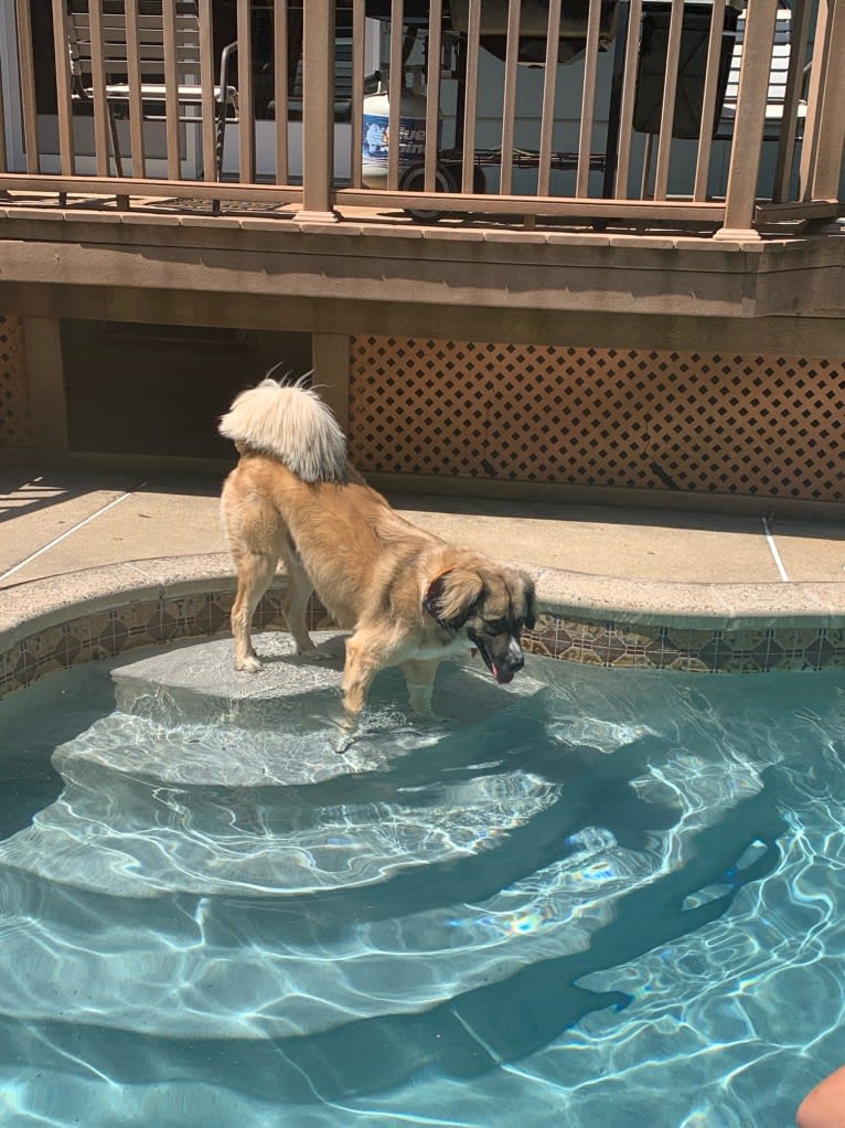 Maverick, a Great Pyrenees and Anatolian Shepherd Dog mix tested with EmbarkVet.com