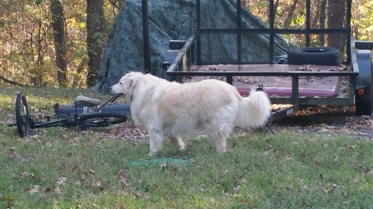 Sabrina Huffine, a Great Pyrenees and Australian Shepherd mix tested with EmbarkVet.com