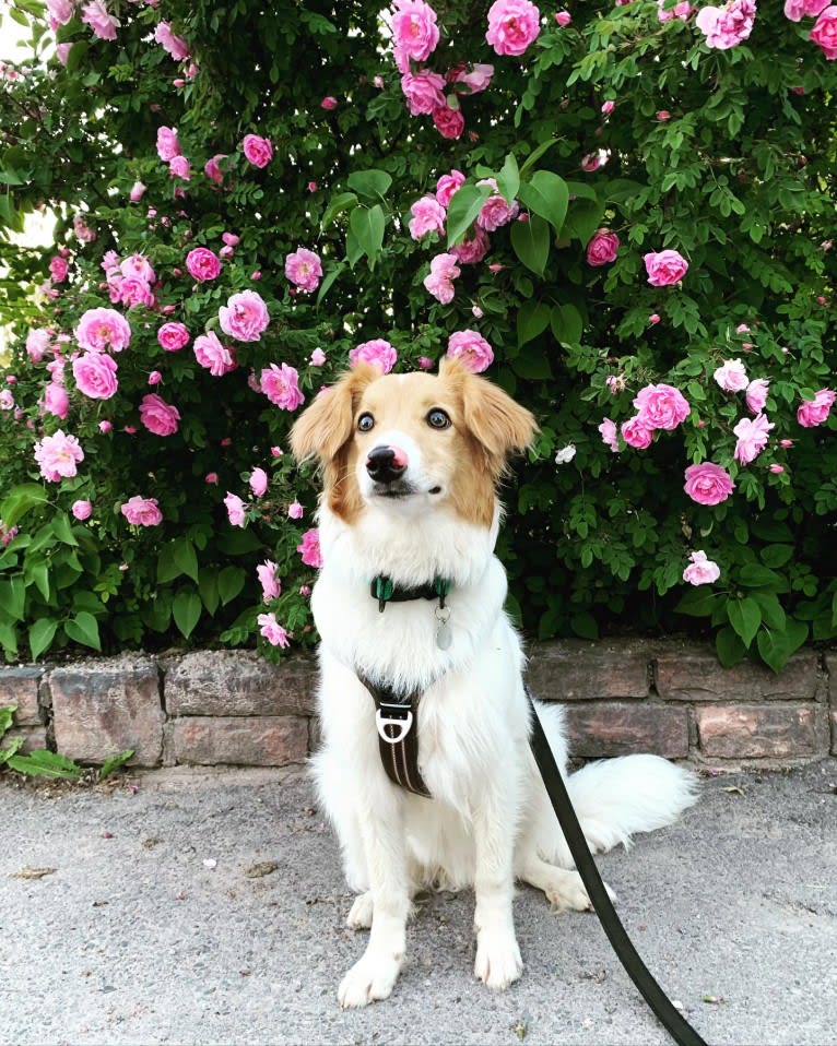 Hjalmar, a Border Collie and Russell-type Terrier mix tested with EmbarkVet.com