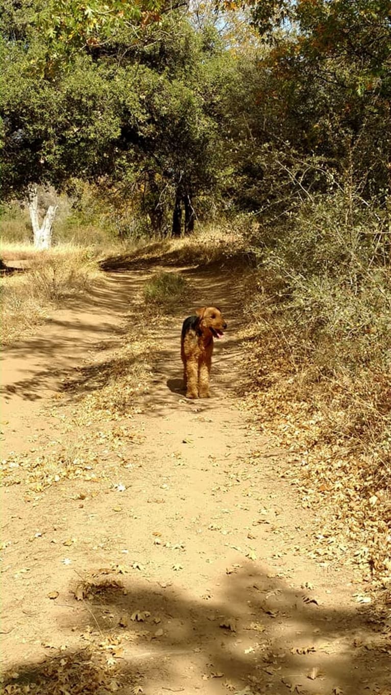 Sasha, an Airedale Terrier tested with EmbarkVet.com