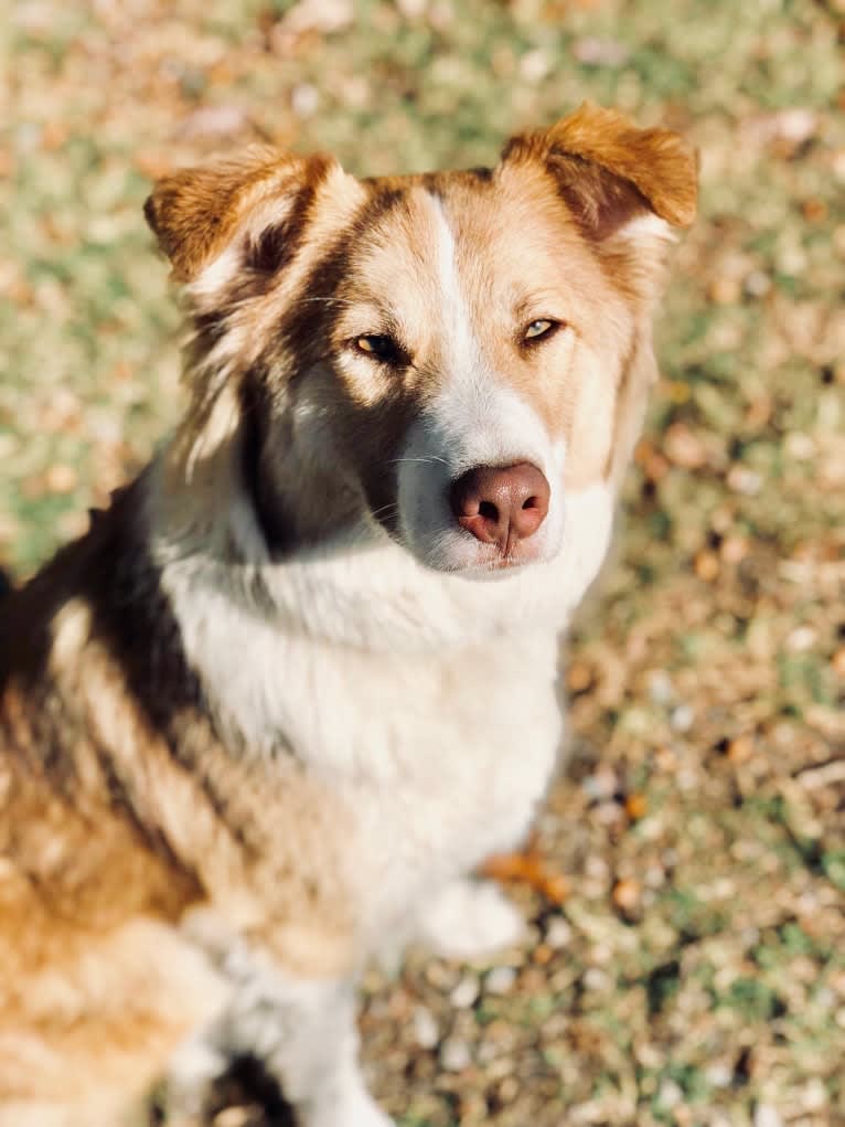 Dakota, an Australian Shepherd and American Pit Bull Terrier mix tested with EmbarkVet.com