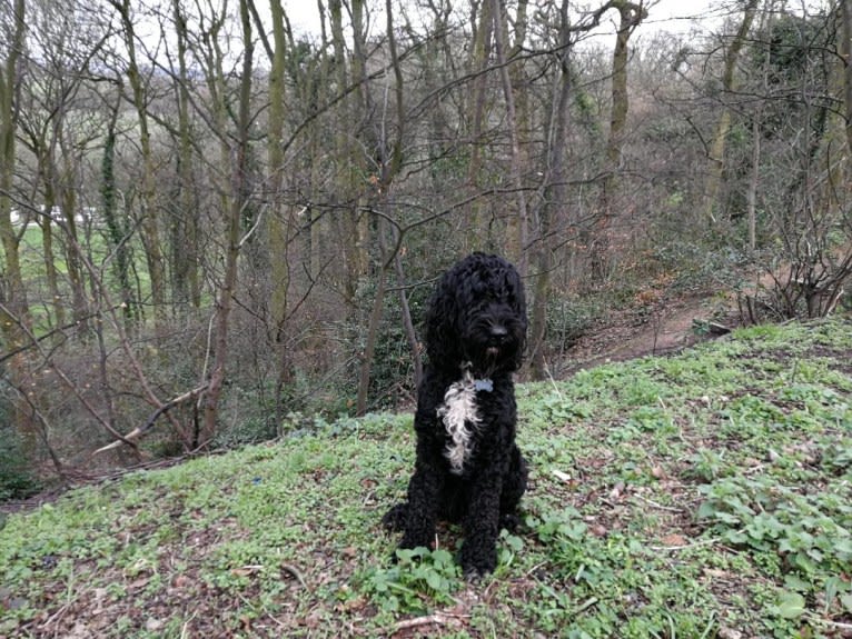 Zelda, a Barbet tested with EmbarkVet.com