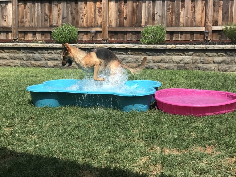 Maui, a German Shepherd Dog tested with EmbarkVet.com