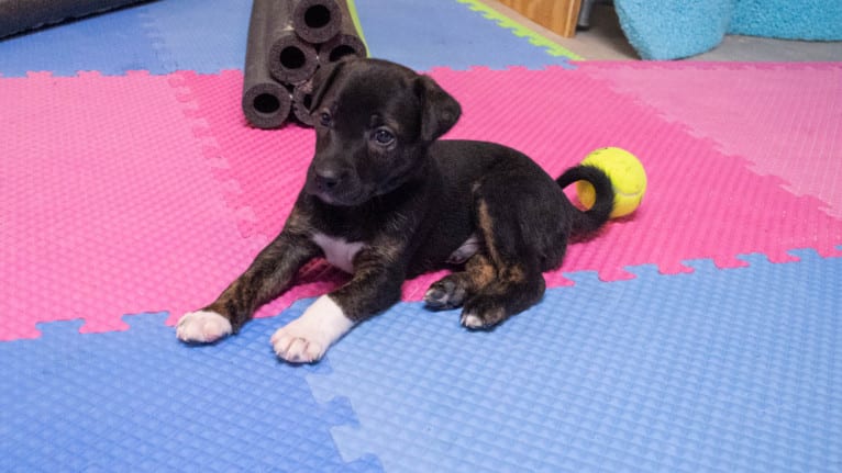 Joker, a Whippet and Border Collie mix tested with EmbarkVet.com