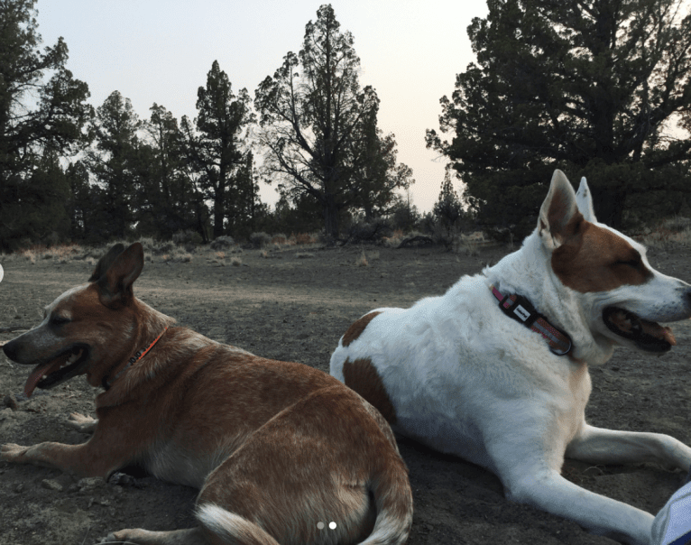 Kitsune, an American Pit Bull Terrier and German Shepherd Dog mix tested with EmbarkVet.com