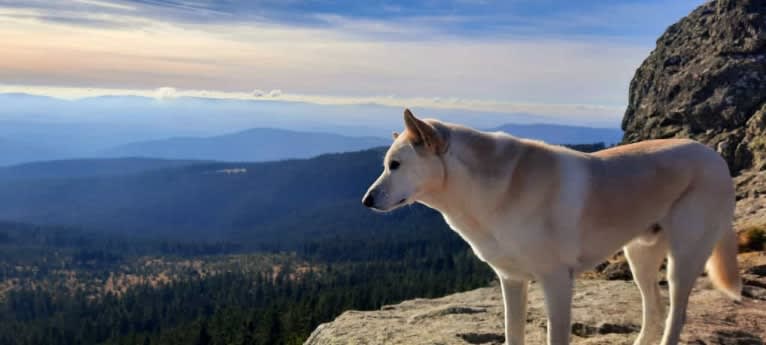 Widu, a Canaan Dog tested with EmbarkVet.com