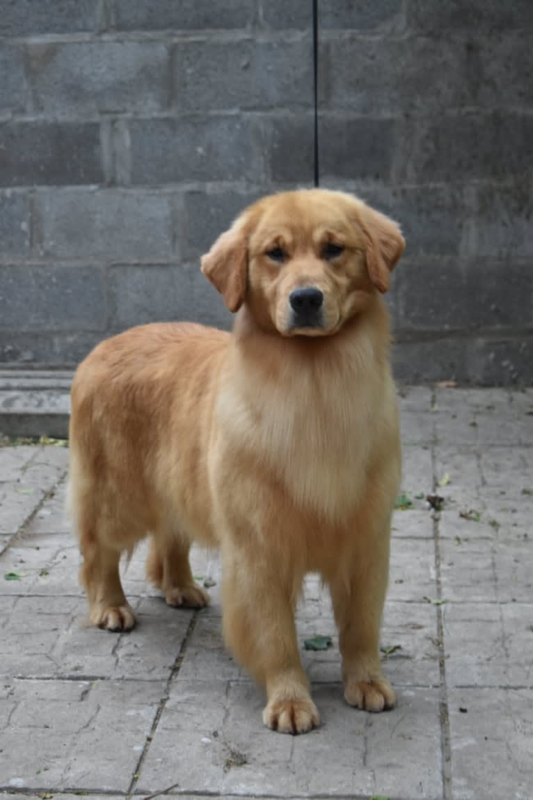 LIBERTY HENNA LISKA, a Golden Retriever tested with EmbarkVet.com