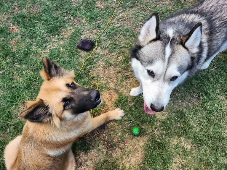 Tinos, a German Shepherd Dog and Alaskan Malamute mix tested with EmbarkVet.com