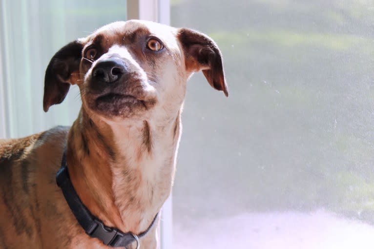 Lyza, a Catahoula Leopard Dog and American Pit Bull Terrier mix tested with EmbarkVet.com