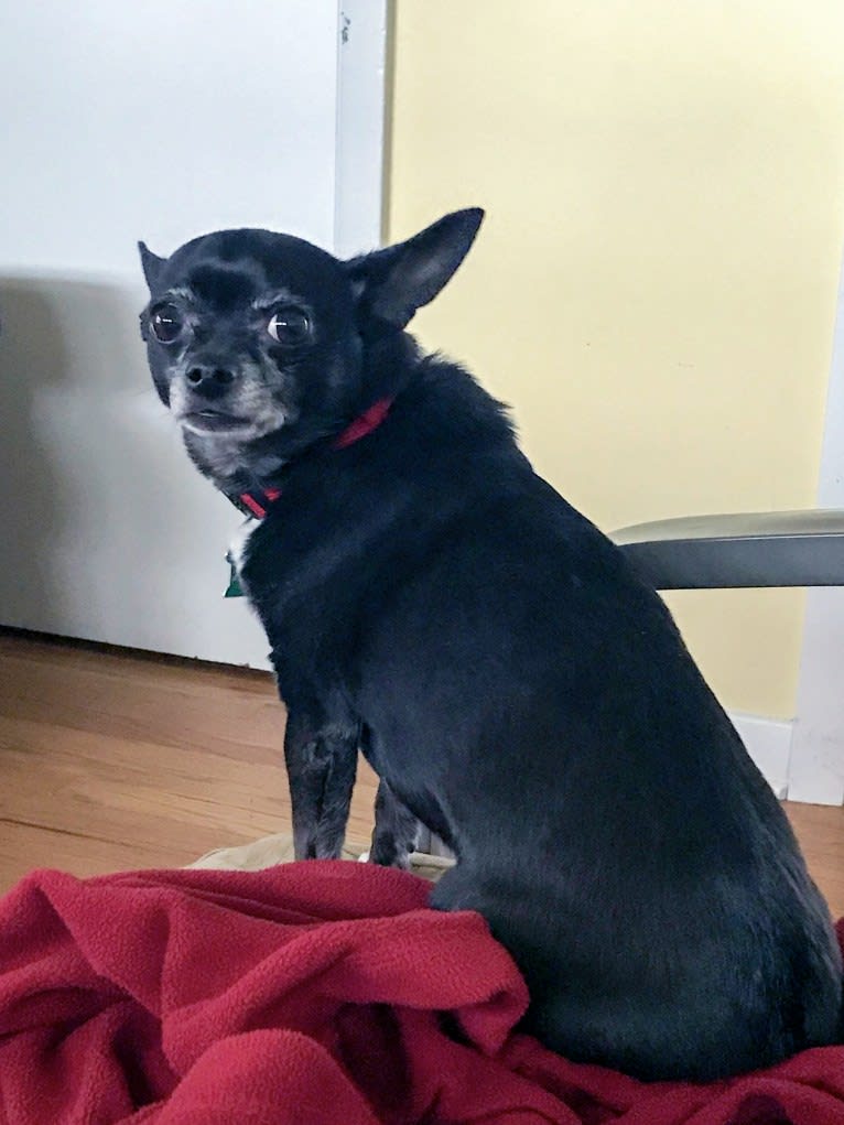 Tango, a Chihuahua tested with EmbarkVet.com