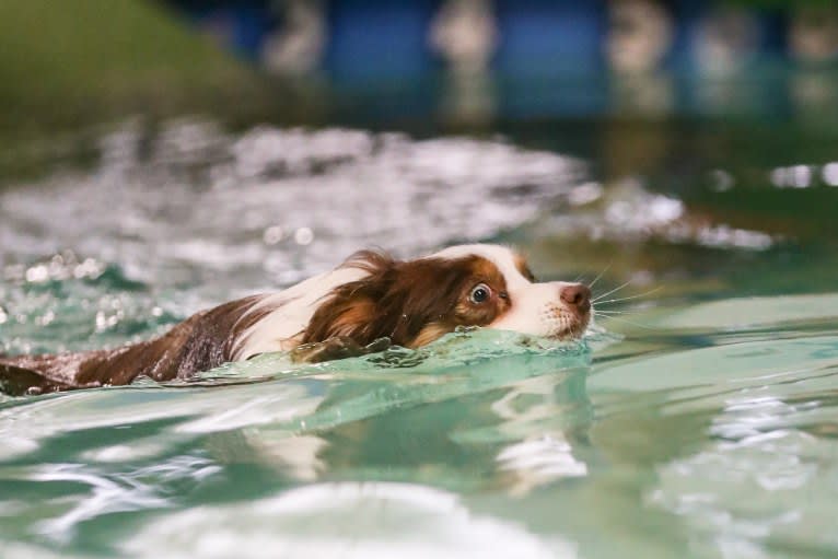 Ludo, an Australian Shepherd tested with EmbarkVet.com