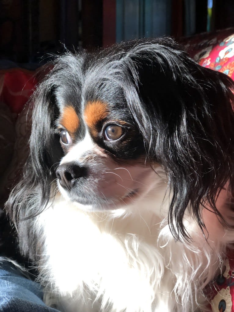 ROBBIE, a Cavalier King Charles Spaniel and Pomeranian mix tested with EmbarkVet.com