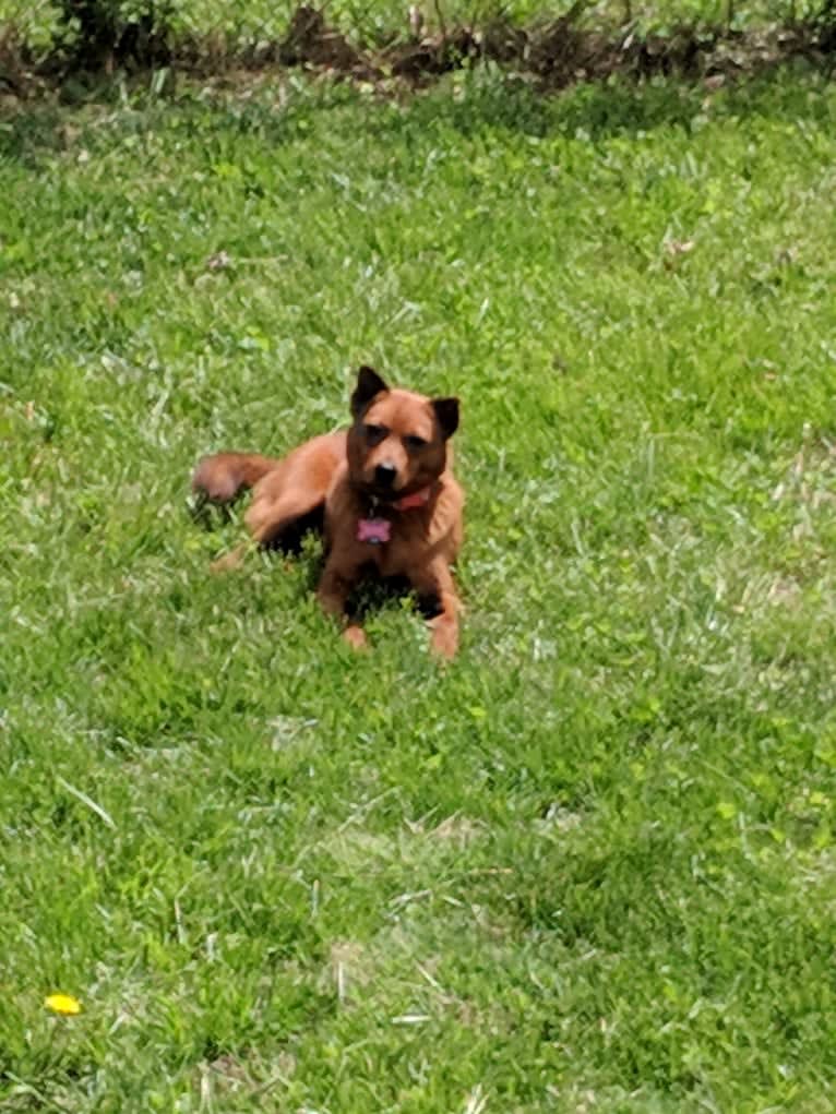 Rosie, a Rat Terrier and Chinese Shar-Pei mix tested with EmbarkVet.com