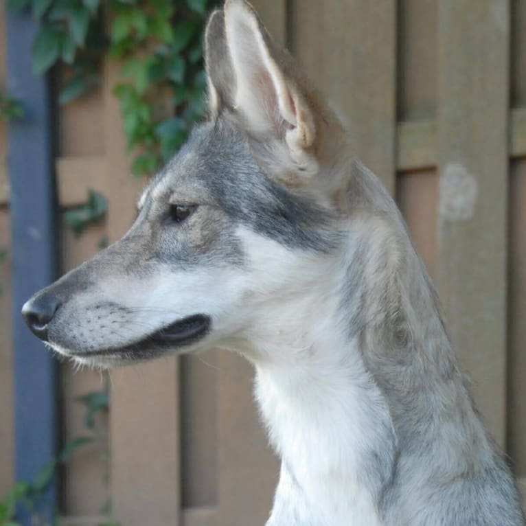 Ember, an Alaskan-type Husky and Siberian Husky mix tested with EmbarkVet.com