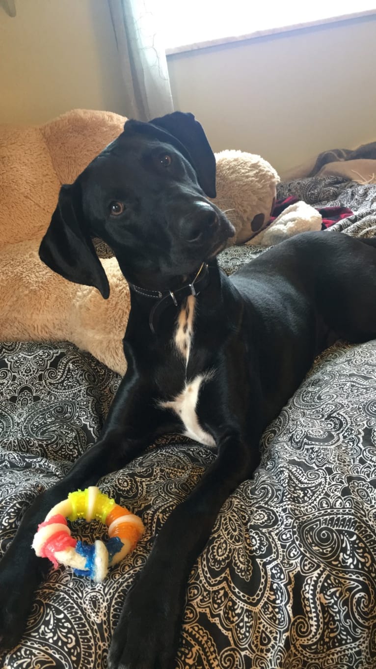 Kane, a German Shorthaired Pointer and Labrador Retriever mix tested with EmbarkVet.com