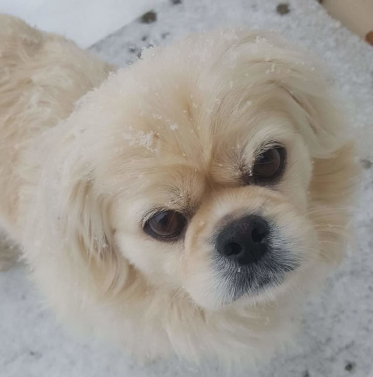 Babalou, a Pekingese tested with EmbarkVet.com