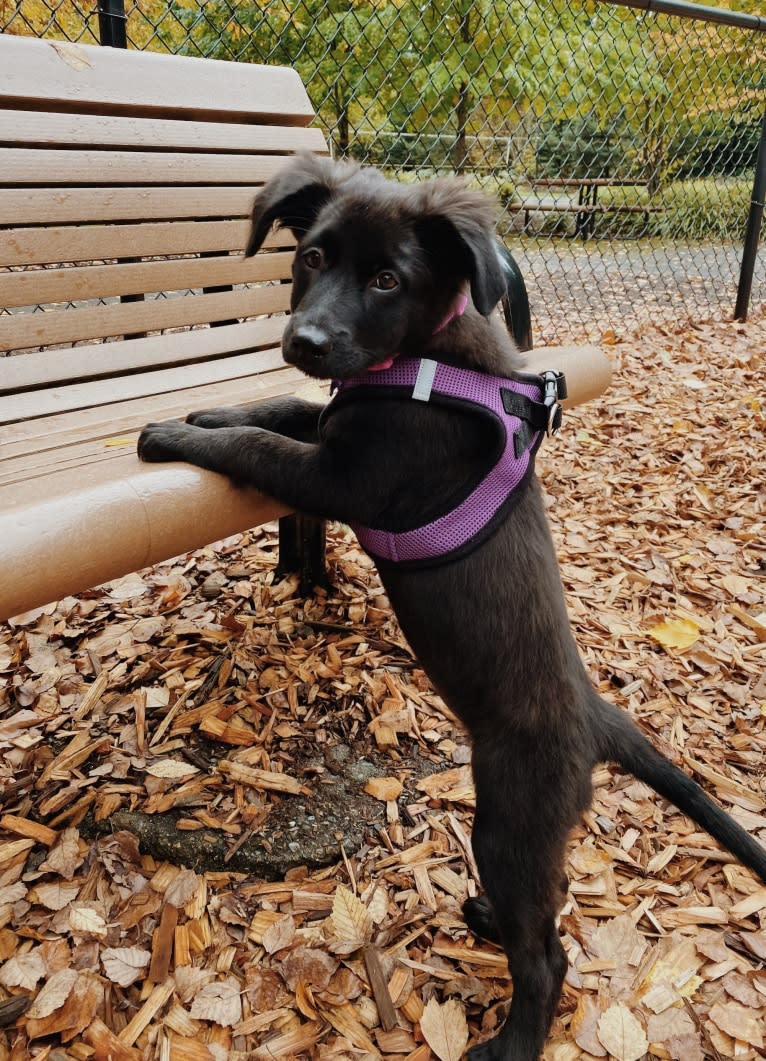 Leia, a German Shepherd Dog and American Pit Bull Terrier mix tested with EmbarkVet.com