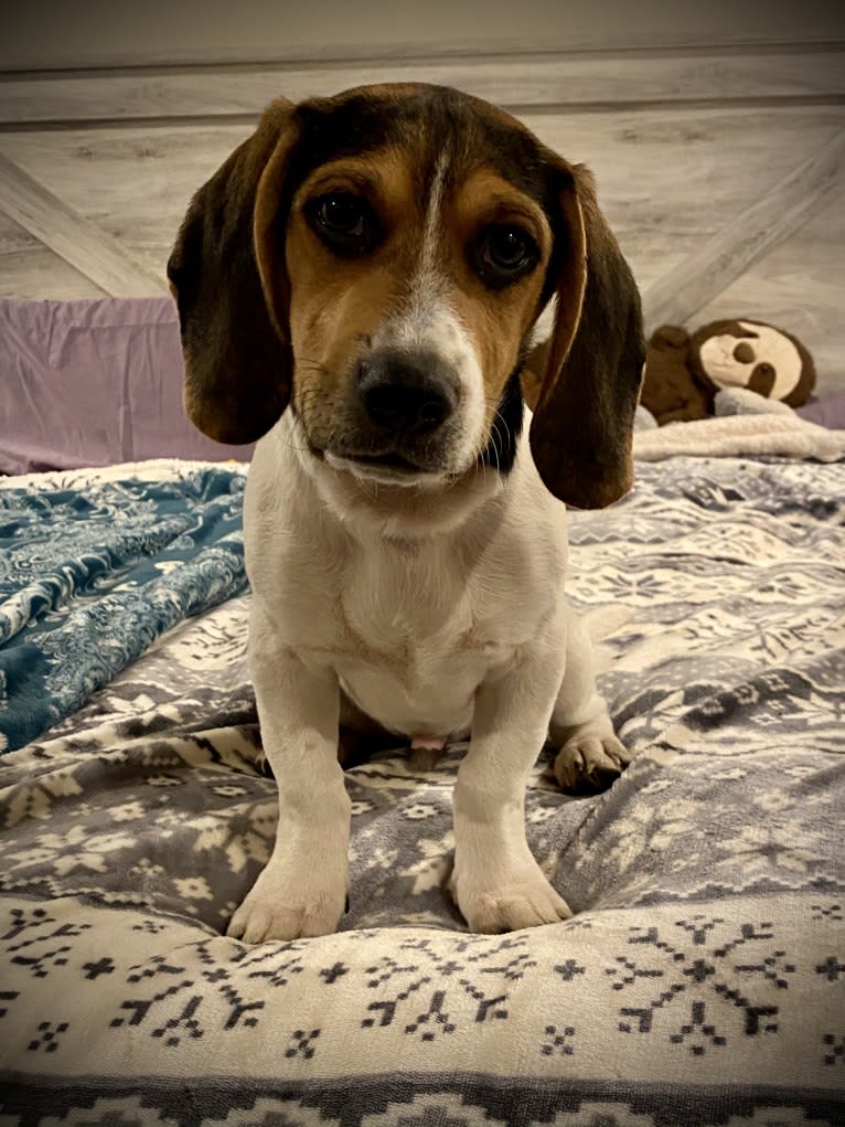 Bandit, a Treeing Walker Coonhound and Beagle mix tested with EmbarkVet.com