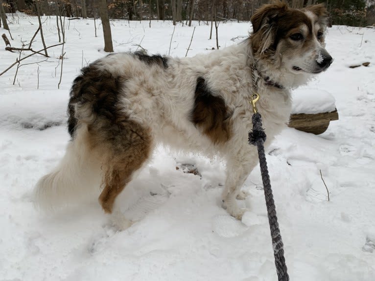 Zoey, a Border Collie and Maremma Sheepdog mix tested with EmbarkVet.com