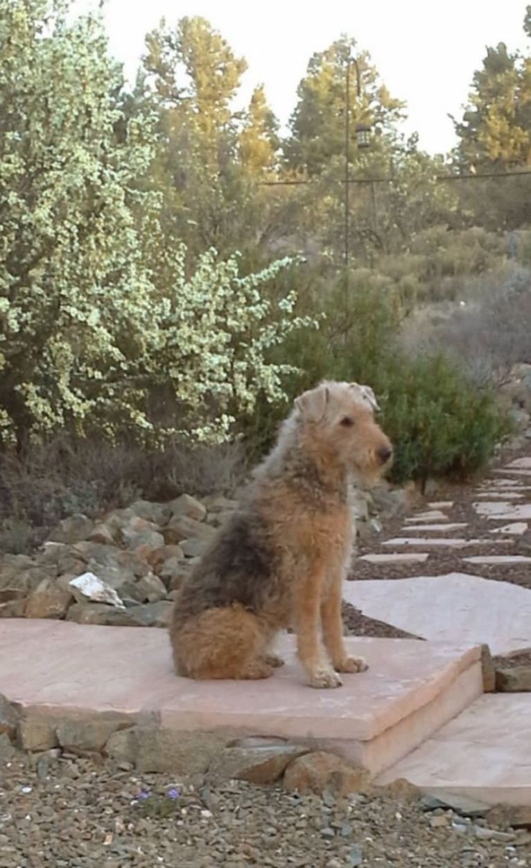 Maxi, an Airedale Terrier tested with EmbarkVet.com